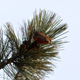 A red crossbill